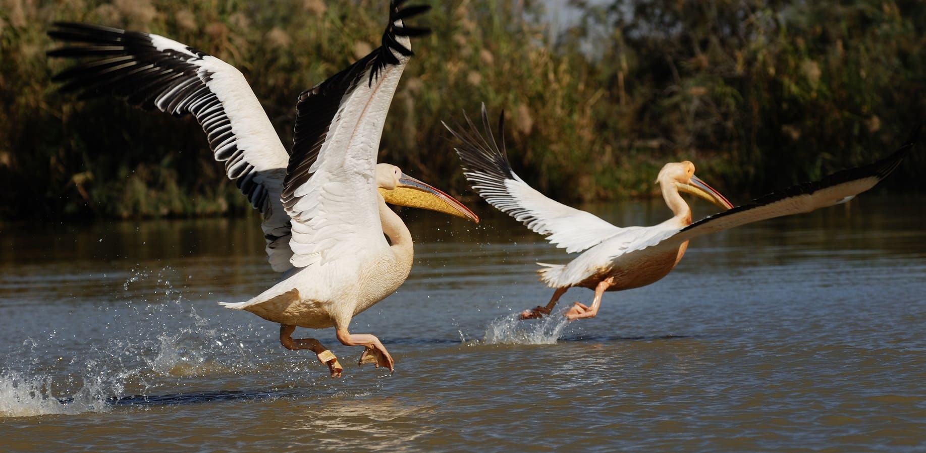 oiseaux dans le parc du Djoudj