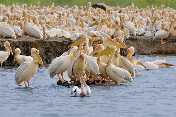 nombreux pélicans dans le parc du Djoudj