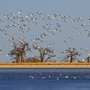 oiseaux envolés au dessus de l'eau