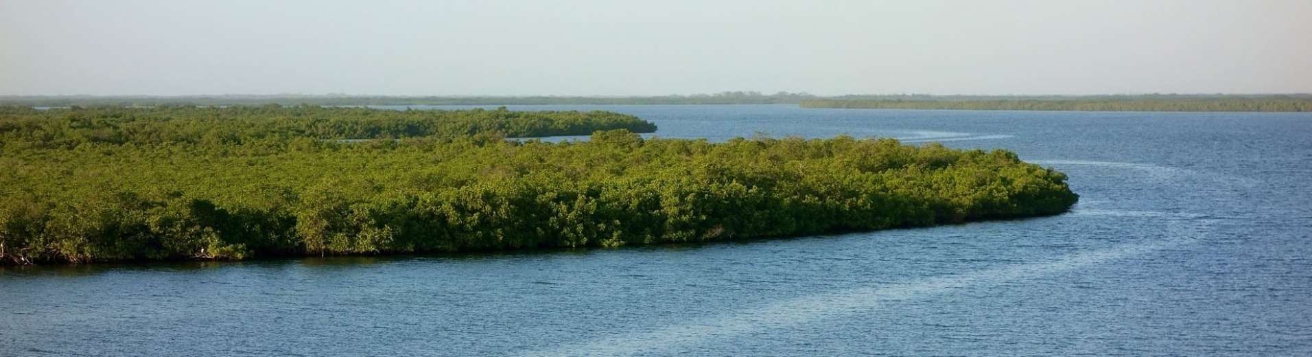 Forêt de mangrove dans le Sine Saloum