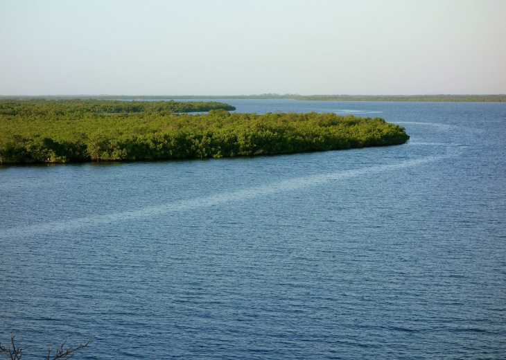 Forêt de mangrove dans le Sine Saloum