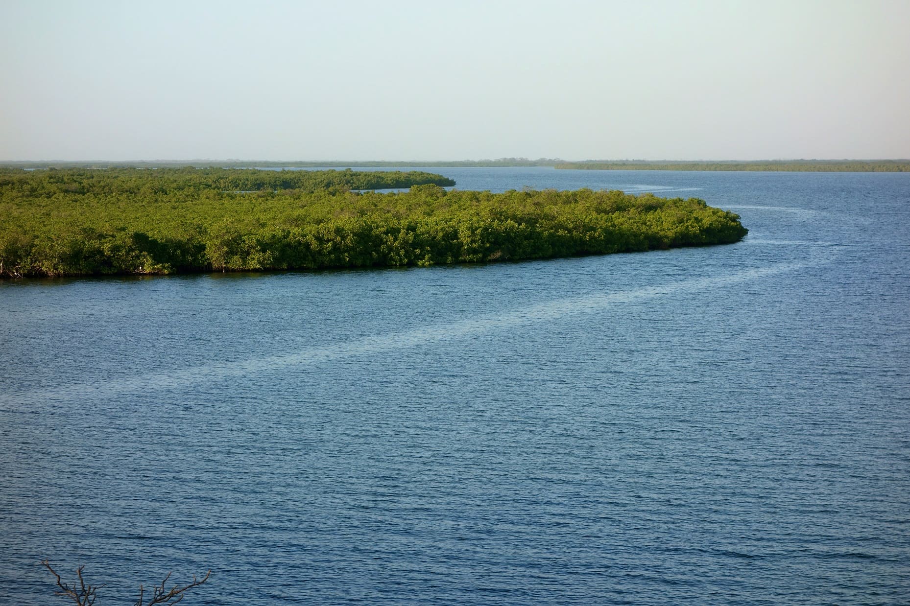 Forêt de mangrove dans le Sine Saloum