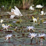 oiseau dans le parc du Djoudj à fleur d'eau