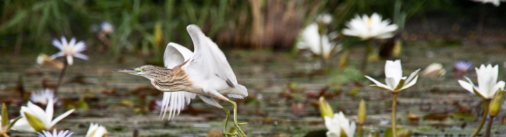 oiseau dans le parc du Djoudj à fleur d'eau