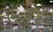 oiseau dans le parc du Djoudj à fleur d'eau