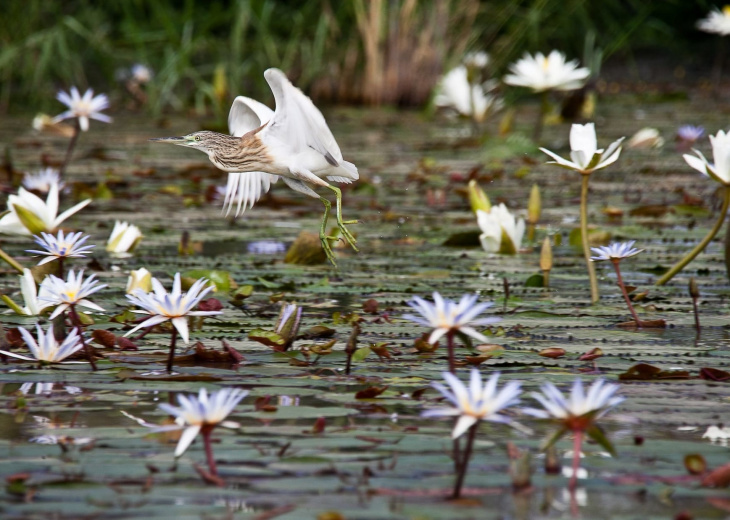 oiseau dans le parc du Djoudj à fleur d'eau