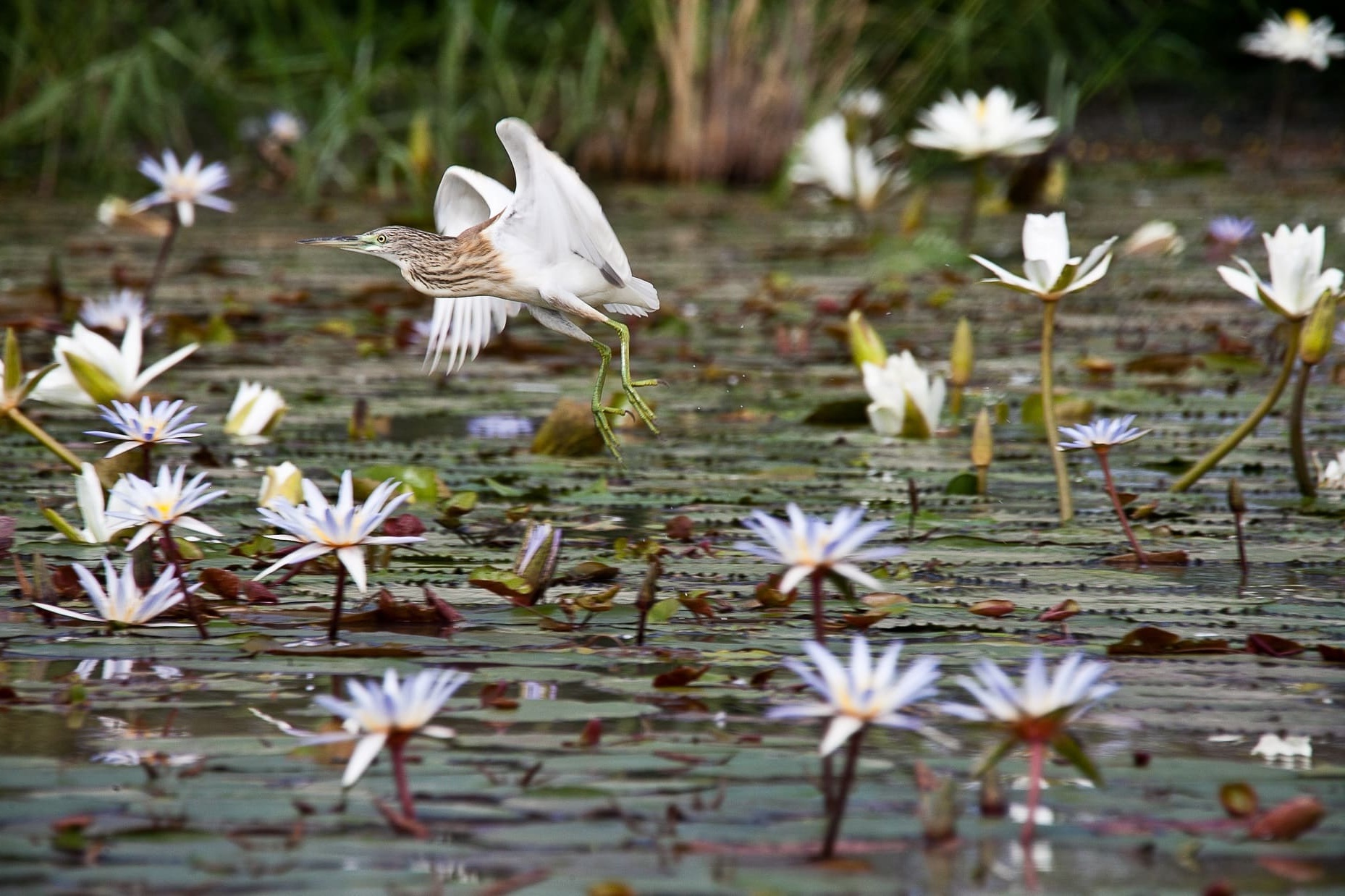 oiseau dans le parc du Djoudj à fleur d'eau