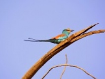 Oiseau au Parc du Djoudj