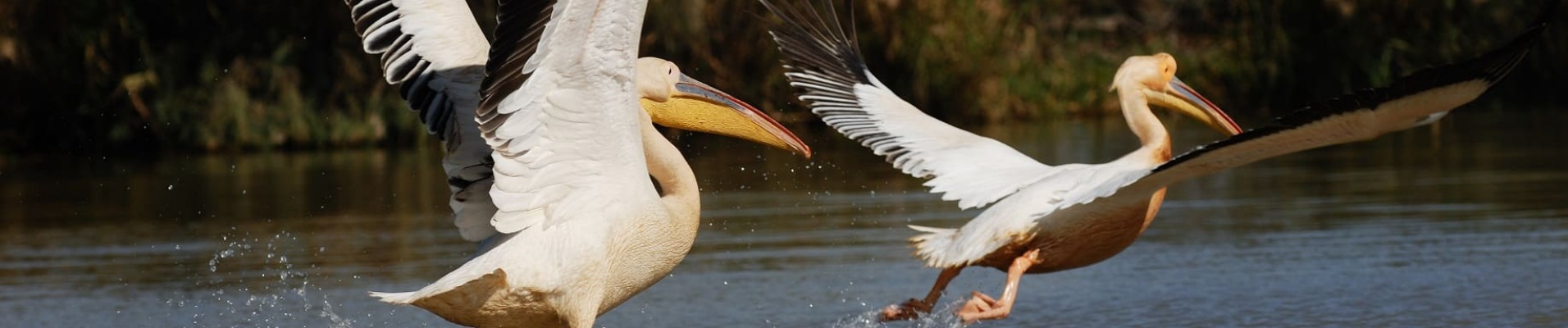 oiseaux dans le parc du Djoudj