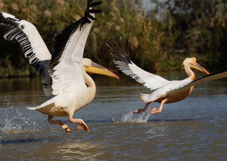 oiseaux dans le parc du Djoudj