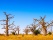 baobabs dans la brousse sénégalaise