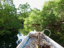 Pirogue dans la Mangrove