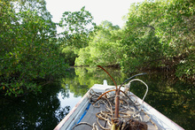 Pirogue dans la Mangrove