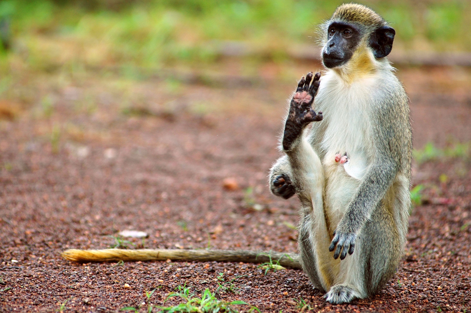 Singe assis au Sénégal