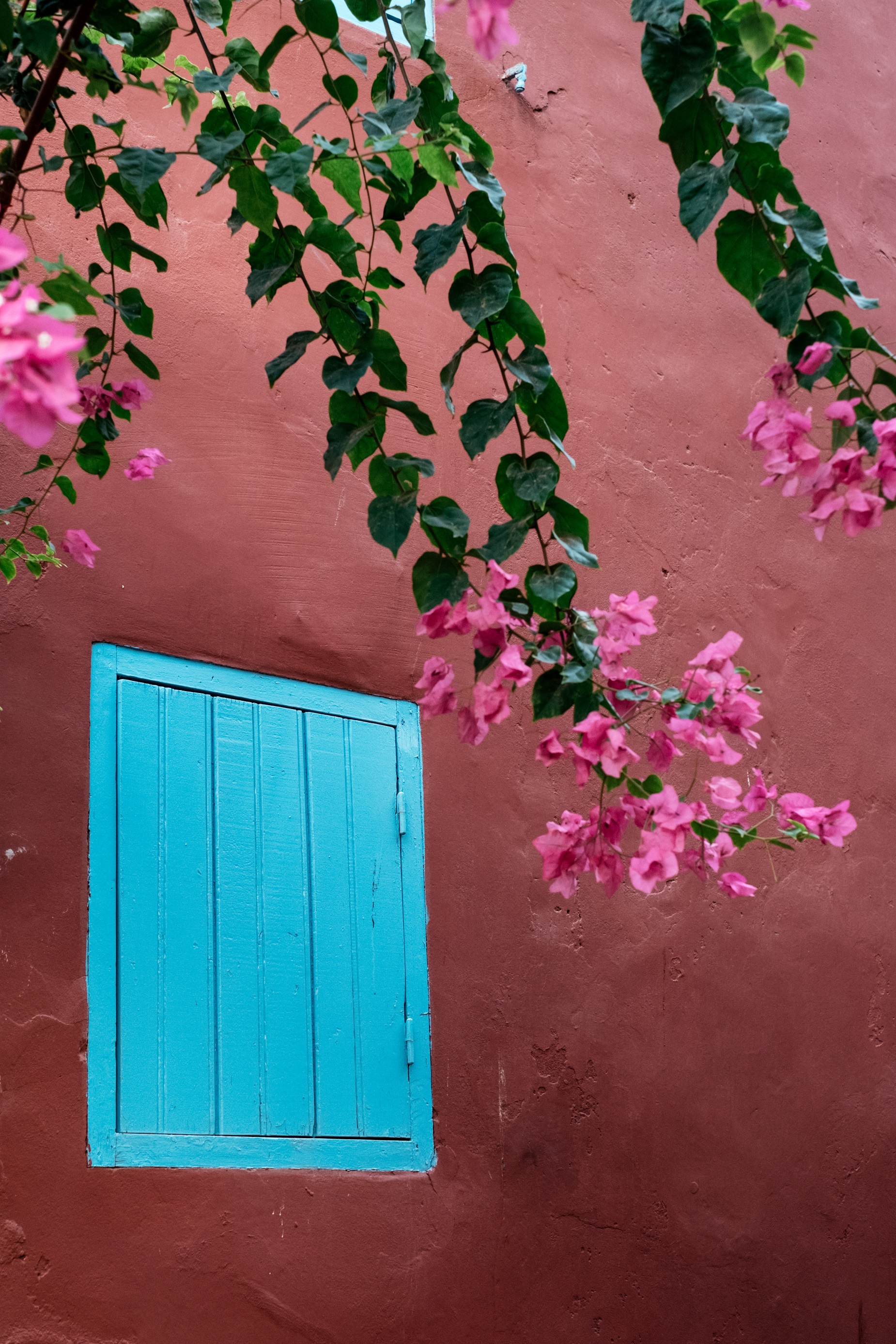 fenêtre bleu sur mur rouge avec fleur de bougainvillier sur l'île de Gorée