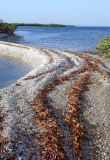 Petite lagune de sable et de coquillages dans le Sine Saloum