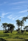 nature verdoyante avec palmiers dans la région de la Casamance