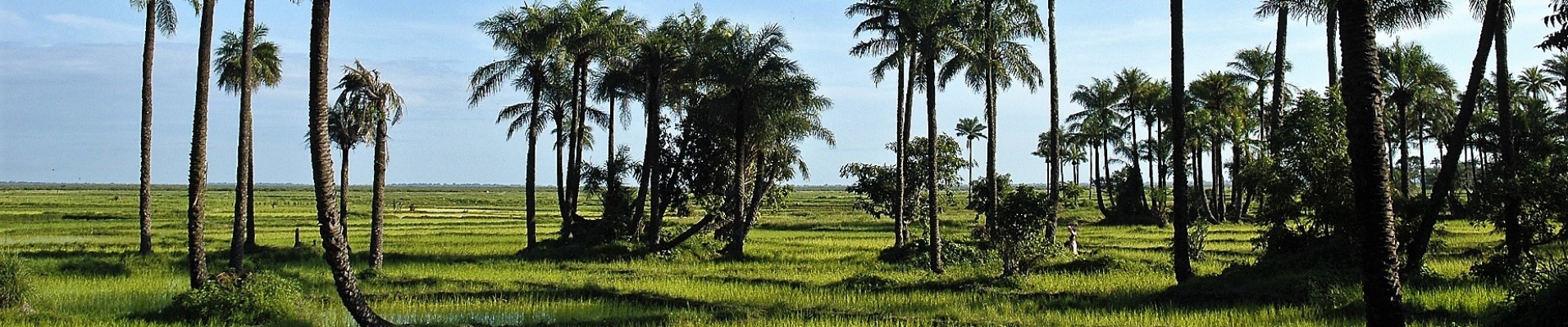 nature verdoyante avec palmiers dans la région de la Casamance