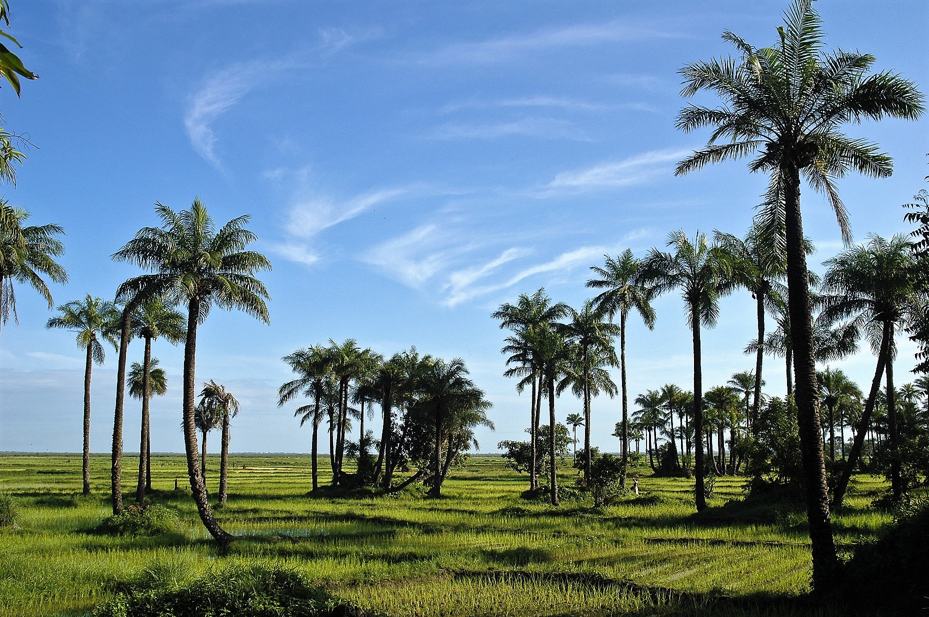 nature verdoyante avec palmiers dans la région de la Casamance