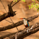 Oiseau Senegal
