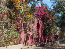 Bouginvillier Île Goree