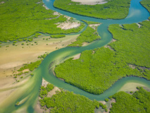 Mnagrove du Delta du Sine Saloum