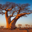 senegal-baobab