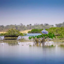 pelicans-senegal