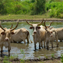 troupeau-zebu-senegal