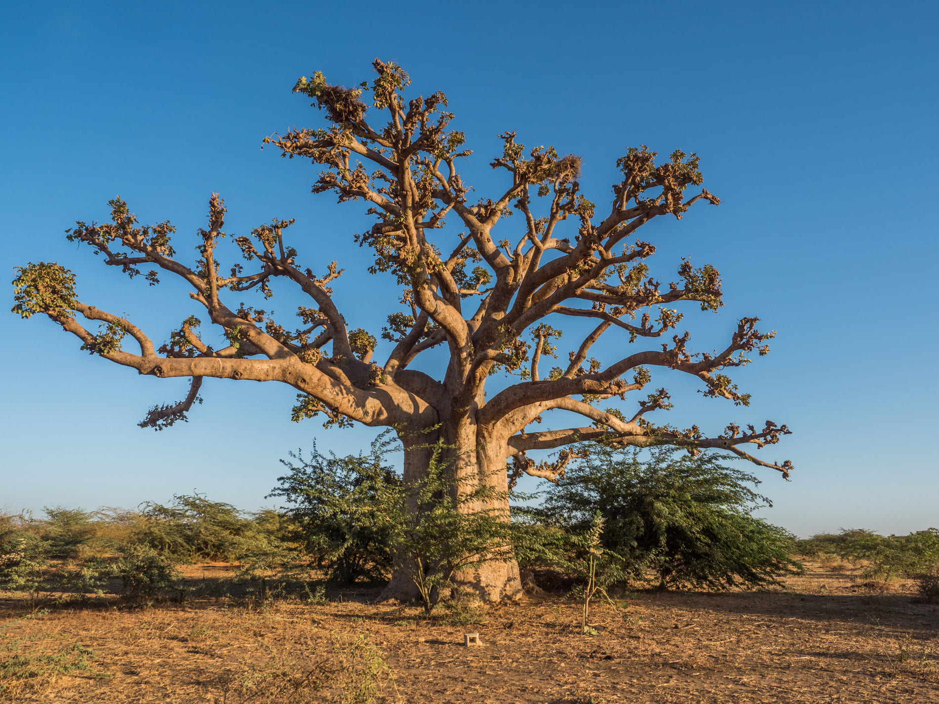 Baobab du Sénégal