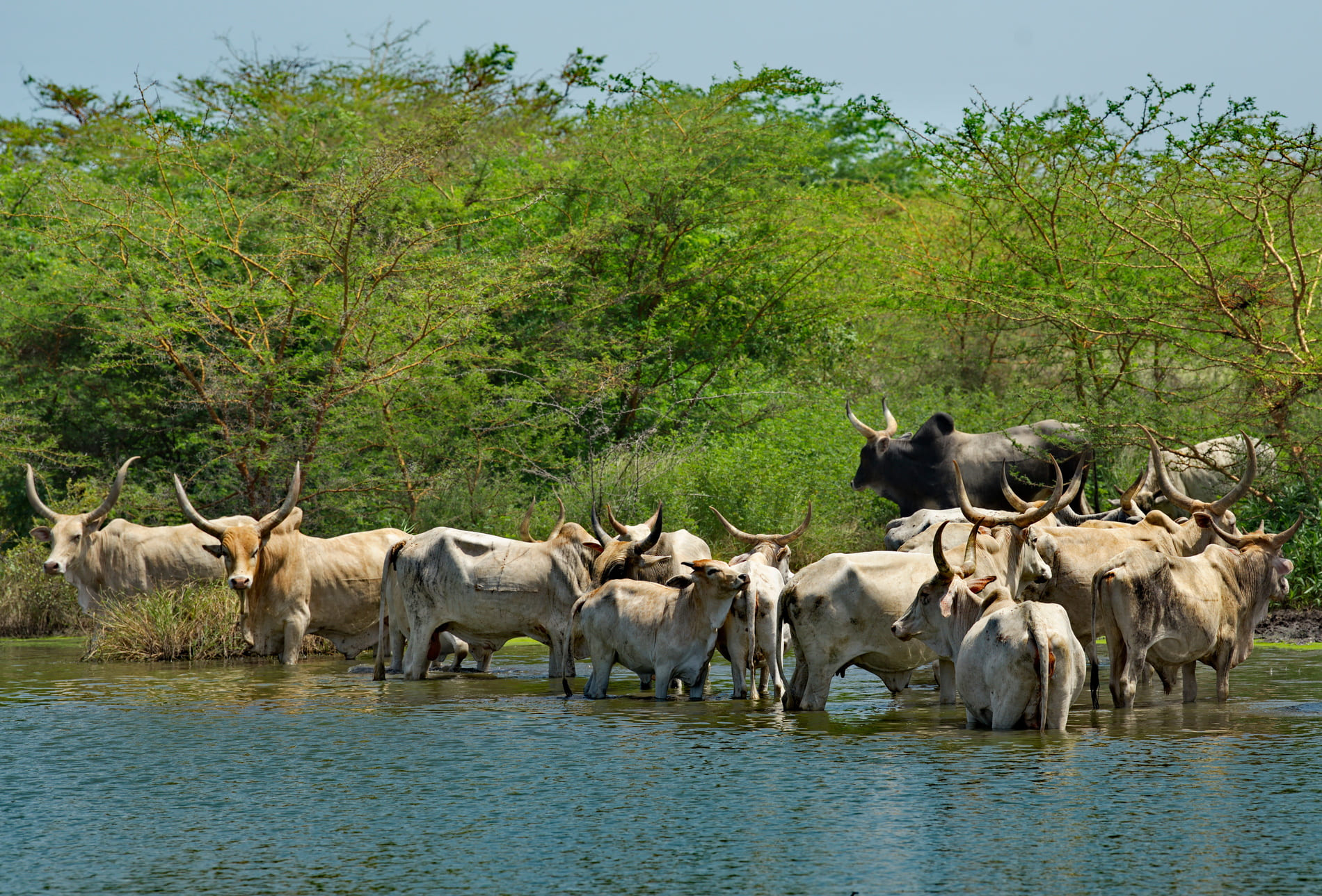 Zébu du Sénégal