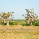 baobabs-geants-reserve-de-bandia-senegal